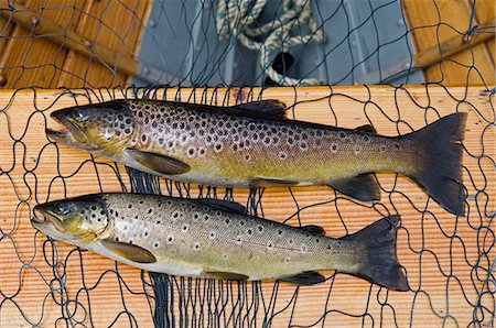 simsearch:862-03361556,k - Fine brown trout caught on Loch Ba Stock Photo - Rights-Managed, Code: 862-03361548