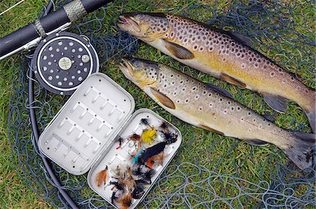 simsearch:862-03361556,k - Two fine brown trout caught with dapping fly and rod from a boat on Loch Ba Stock Photo - Rights-Managed, Code: 862-03361549
