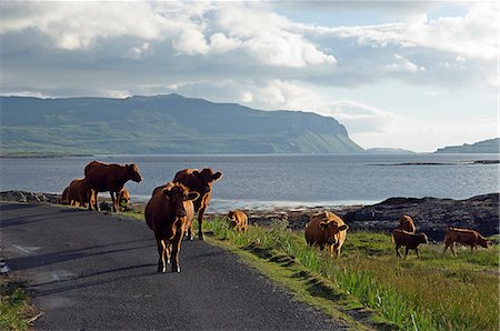 simsearch:862-03361556,k - Luing cattle roam free along the shore of Loch na Keal Stock Photo - Rights-Managed, Code: 862-03361559