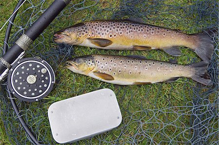 simsearch:862-03361556,k - Two fine brown trout caught with dapping fly and rod from a boat on Loch Ba Stock Photo - Rights-Managed, Code: 862-03361550