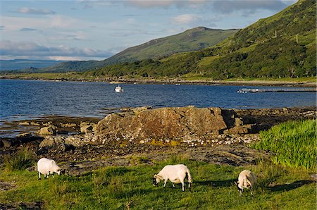 simsearch:862-03361556,k - Black faced sheep roam free along the shore of Loch na Keal Stock Photo - Rights-Managed, Code: 862-03361562