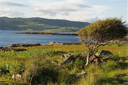 simsearch:862-03361556,k - The wild unspoilt shore of Loch na Keal on a warm summer's evening Stock Photo - Rights-Managed, Code: 862-03361563