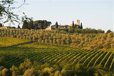 Italy,Tuscany,San Gimignano. Rows of vines and olive groves carpet the countryside in front of a rural village close to San Gimignano. Foto de stock - Con derechos protegidos, Código: 862-03437136