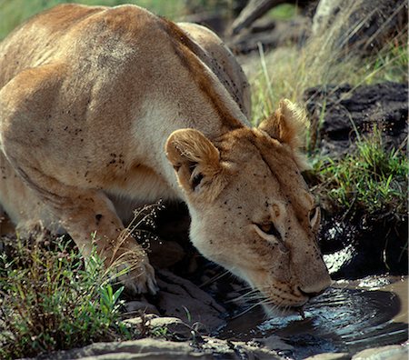 A lioness drinking from a muddy pool. Stock Photo - Rights-Managed, Code: 862-03437173