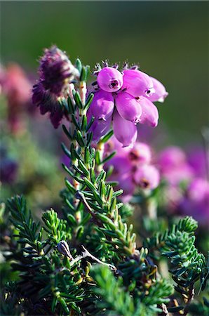 simsearch:862-03361556,k - Bell heather,Erica cinerea Stock Photo - Rights-Managed, Code: 862-03437351