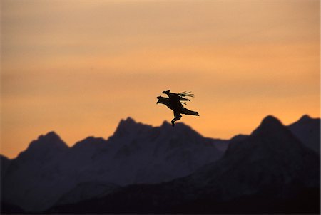 simsearch:854-03362156,k - USA,Alaska,Homer. A bald eagle flies over the edge of Kachemak Bay. Stock Photo - Rights-Managed, Code: 862-03437467