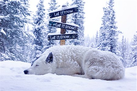 USA,Alaska. Spud the dog enjoys an autumn snow storm in the Alaska Range in South-Central Alaska. Stock Photo - Rights-Managed, Code: 862-03437499