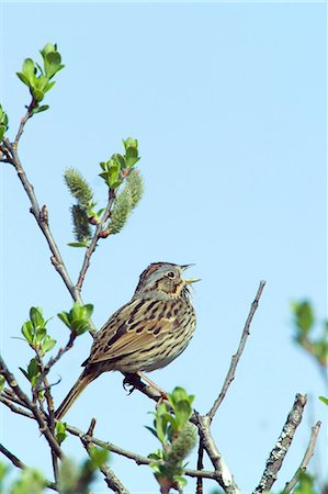 sparrow - USA,Alaska. Lincoln's Sparrow ( Melospiza lincolnii) sings during spring mating season at the Alaganik Slough parking area,Copper River Delta,near Cordova,Alaska. Stock Photo - Rights-Managed, Code: 862-03437507