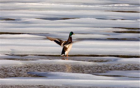 drake - USA,Alaska. A Mallard Drake (Anas platyrhynchos) flaps his wings on the melting ice of a pond in the Alaska Range. Stock Photo - Rights-Managed, Code: 862-03437502