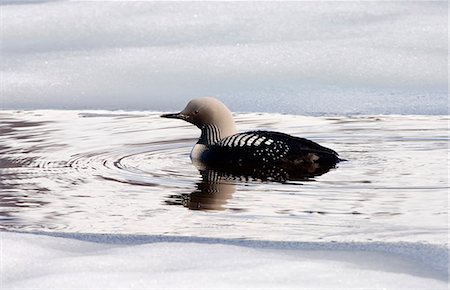 eistaucher - USA, Alaska. Pacific Loon (Gavia Pacifica) auf einem Teich in der Alaskakette. Stockbilder - Lizenzpflichtiges, Bildnummer: 862-03437503