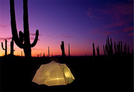 USA,Arizona,Sonorian Desert. Camping in the Organ Pipe Cactus National Monument. This park is the only place in the US where the Organ Pipe Cactus (Stenocereus thurberi) grows wild. Stock Photo - Rights-Managed, Code: 862-03437519