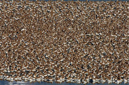 USA,Alaska,Copper River Delta. Western Sandpipers (Calidris mauri) and Dunlin (Calidris alpina),in spring migration,stop to feed on the tidal flats of the Copper River Delta. Virtually the entire population of Western Sandpipers passes through the region during the springtime. Stock Photo - Rights-Managed, Code: 862-03437530