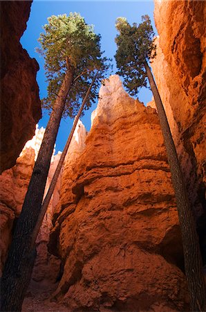 USA,Utah,Bryce Canyon National Park. Douglas Fir Trees in Wall Street,slot canyon of colourful rock pinnacles known as Hoodoos Stock Photo - Rights-Managed, Code: 862-03437633