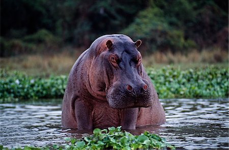 Zambia,Zambezi River. Hippos sitting in the Zambezi River. Stock Photo - Rights-Managed, Code: 862-03438013