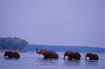elephant chain - Zambia,Lower Zambezi National park. Herd of elephants crossing the Zambezi Riverin line. Stock Photo - Rights-Managed, Code: 862-03438030