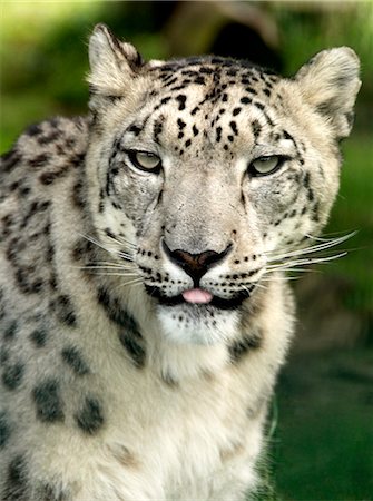 Snow Leopard in a zoo Stock Photo - Rights-Managed, Code: 862-03710984