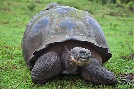 reptile - Galapagos Islands, A giant tortoise after which the Galapagos islands were named. Stock Photo - Rights-Managed, Code: 862-03711508