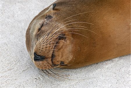 simsearch:400-04533218,k - Galapagos Islands, A Galapagos sea lion sleeps on the sandy beach of Espanola island. Stock Photo - Rights-Managed, Code: 862-03711521