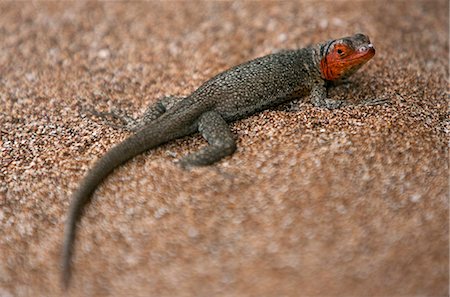 Galapagos Islands, A female lava lizard on Bartolome Island identified by its red head. Stock Photo - Rights-Managed, Code: 862-03711554