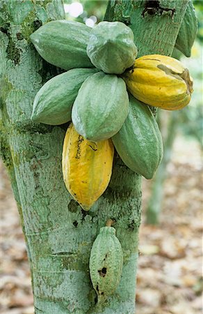 Ghana,Greater Accra,Mampong . Cocoa pods- Ghana is the largest cocoa producer in the world Stock Photo - Rights-Managed, Code: 862-03711596