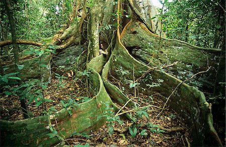 rainforest people - Ghana,Western region,Ankasa Reserve. A guide stands beside a giant buttress rooted tree in the rainforest reserve at Ankasa. Stock Photo - Rights-Managed, Code: 862-03711636