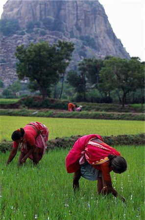 paddy field - Village women tend rice paddies near Gingee fort Stock Photo - Rights-Managed, Code: 862-03711883