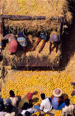 Traders sorting through oranges at the Mechua Fruit market,Central Kolkata Stock Photo - Rights-Managed, Code: 862-03712025