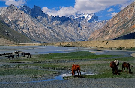 simsearch:841-02915818,k - India,Jammu and Kashmir,Ladakh,Suru Valley,Rangdum. Horses graze on the thin grass offered by the high stony valley of the Suru River on the edge of Zanskar. Stock Photo - Rights-Managed, Code: 862-03712040