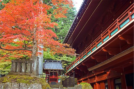 simsearch:862-03712487,k - Autumn leaves at Toshogu Shrine Stock Photo - Rights-Managed, Code: 862-03712454