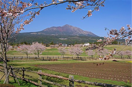 simsearch:862-03712492,k - Takachiho Farm spring cherry trees and mountain scenery Stock Photo - Rights-Managed, Code: 862-03712476