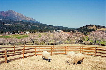 simsearch:862-03712492,k - Kirishima National Park sheep on farm,Takachiho Farm Stock Photo - Rights-Managed, Code: 862-03712477