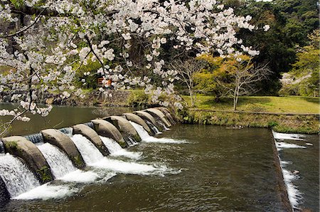 simsearch:862-03712487,k - Spring cherry blossoms over river Stock Photo - Rights-Managed, Code: 862-03712471
