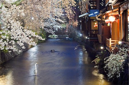 simsearch:862-03712487,k - Heron standing in river under spring cherry tree blossom Stock Photo - Rights-Managed, Code: 862-03712484