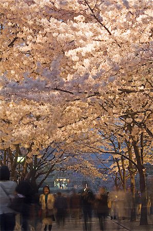 simsearch:862-03712487,k - People taking evening stroll under spring cherry tree blossom near Shinbashi Stock Photo - Rights-Managed, Code: 862-03712483