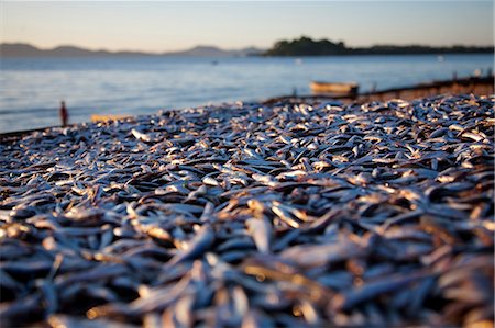 simsearch:862-03821015,k - Malawi, Monkey Bay. Drying fish on the shores of Lake Malawi. Foto de stock - Con derechos protegidos, Código: 862-03712979