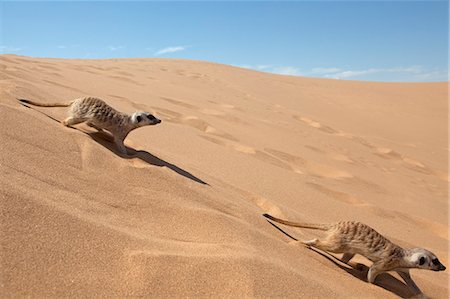 desert southwest - Africa, Namibia, Skeleton Coast. two meerkats (Suricata suricatta) burrowing into the sand of the coastal dune belt Stock Photo - Rights-Managed, Code: 862-03713110