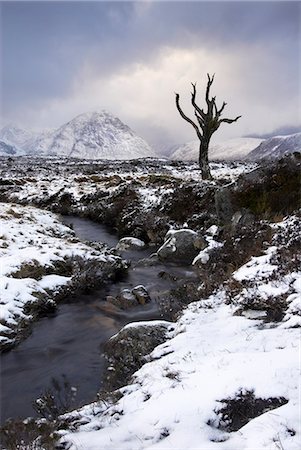simsearch:862-03713411,k - Lonely tree in Rannoch Moor, Glencoe, Scotland, UK Stock Photo - Rights-Managed, Code: 862-03713377