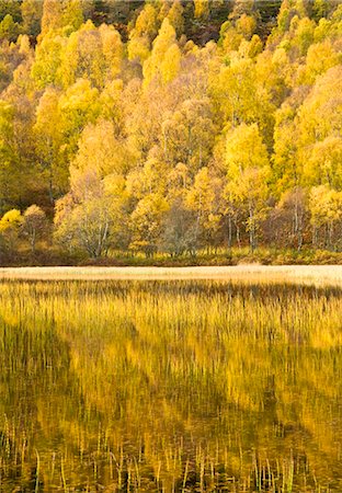 simsearch:862-03713411,k - Loch reflections, Cairngorms National Park, Highlands, Scotland, UK Stock Photo - Rights-Managed, Code: 862-03713398