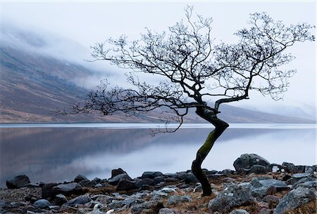 simsearch:862-03713411,k - Solitary tree on the shore of Loch Etive, Highlands, Scotland, UK Stock Photo - Rights-Managed, Code: 862-03713408