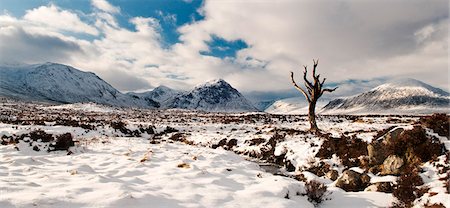 simsearch:862-03713411,k - Tree in Rannoch Moor, Glencoe, Scotland, UK Stock Photo - Rights-Managed, Code: 862-03713403