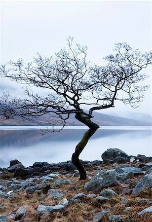 simsearch:862-03713411,k - Solitary tree on the shore of Loch Etive, Highlands, Scotland, UK Stock Photo - Rights-Managed, Code: 862-03713410