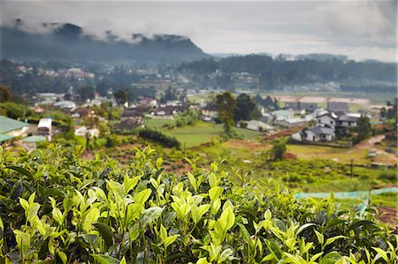 Tea plantation, Nuwara Eliya, Sri Lanka Stock Photo - Rights-Managed, Code: 862-03713592