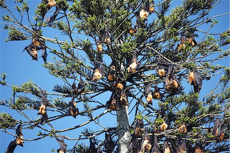 sri lanka kandy city photos - Fruit bats in tree, Peradeniya Botanic Gardens, Kandy, Sri Lanka Stock Photo - Rights-Managed, Code: 862-03713615
