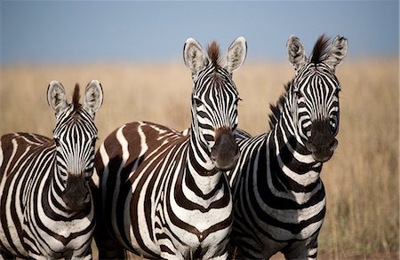 Tanzania, Serengeti. A trio of Burchell's zebra. Stock Photo - Rights-Managed, Code: 862-03713961