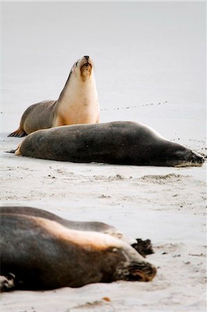 simsearch:400-04533218,k - Australia, South Australia, Kangaroo Island.  Australian sea lions dozing on the beach at Seal Bay Conservation Park. Stock Photo - Rights-Managed, Code: 862-03736239