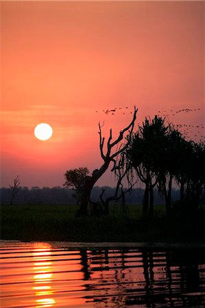 simsearch:400-04587823,k - Australia, Northern Territory, Kakadu National Park, Cooinda.  Sunset in the Yellow Water Wetlands.(PR) Stock Photo - Rights-Managed, Code: 862-03736324
