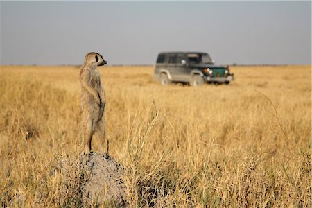 suricata suricatta - Botswana, Makgadikgadi. A meerkat watches a 4x4 drive through the grasslands of the Makgadikgadi. Stock Photo - Rights-Managed, Code: 862-03736358