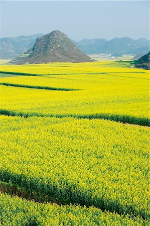 simsearch:862-03712492,k - China, Yunnan province, Luoping, rapeseed flowers in bloom Stock Photo - Rights-Managed, Code: 862-03736574