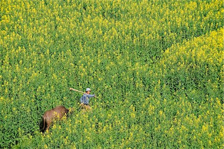 simsearch:862-03712492,k - China, Yunnan province, Luoping, rapeseed flowers in bloom and a man with water buffalo Stock Photo - Rights-Managed, Code: 862-03736578