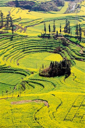 simsearch:862-03712492,k - China, Yunnan province, Luoping, rapeseed flowers in bloom Stock Photo - Rights-Managed, Code: 862-03736584